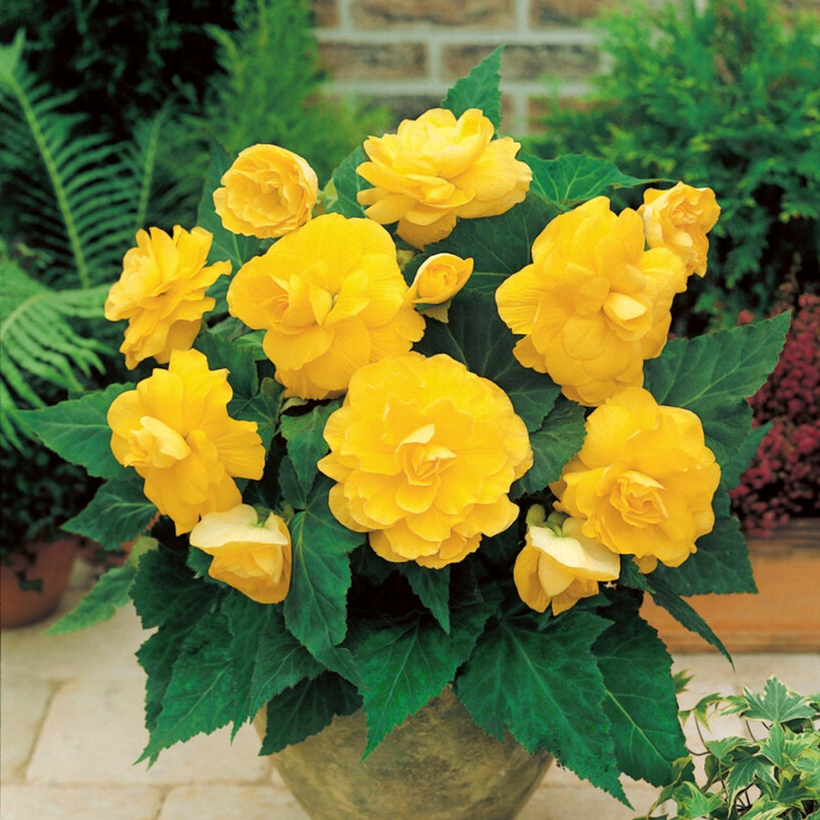 Begonia Double Yellow Tubers BEGNIADBLRYLW-yellow double begonia summer flowering bulb - image2 2