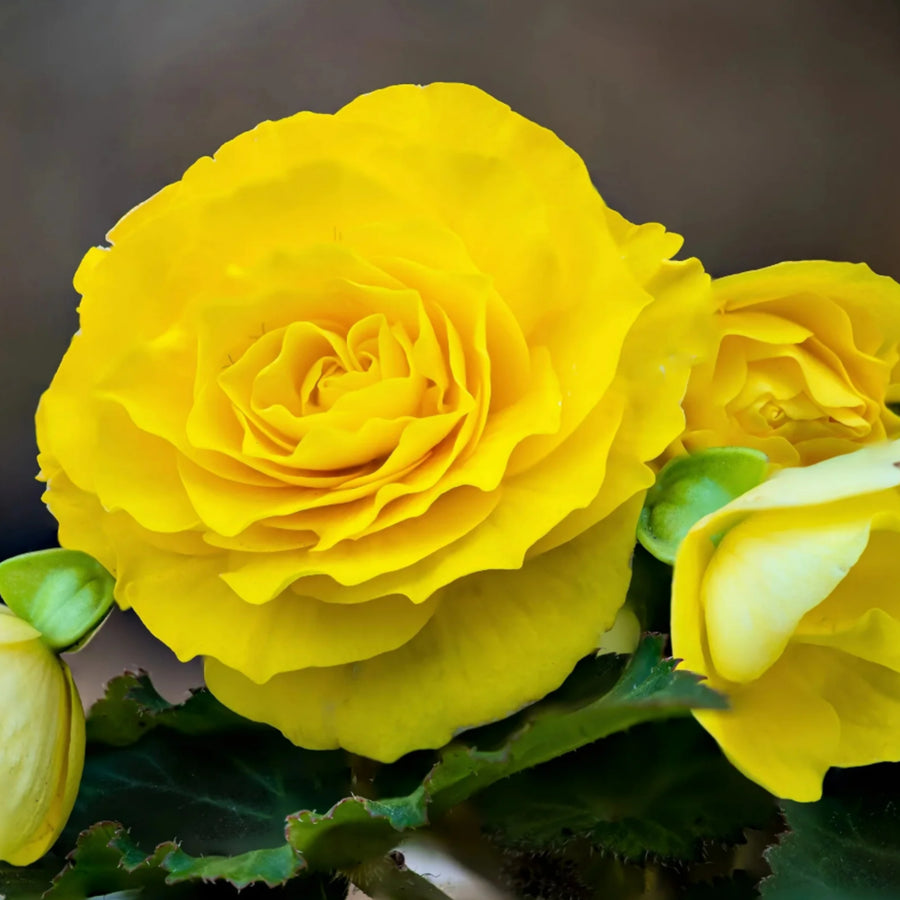 Begonia Double Yellow Tubers BEGNIADBLRYLW-yellow double begonia summer flowering bulb - image4 4