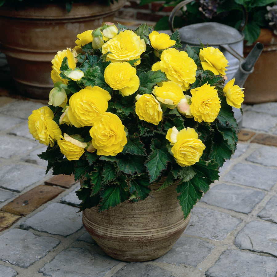 Begonia Double Yellow Tubers BEGNIADBLRYLW-yellow double begonia summer flowering bulb - image5 5