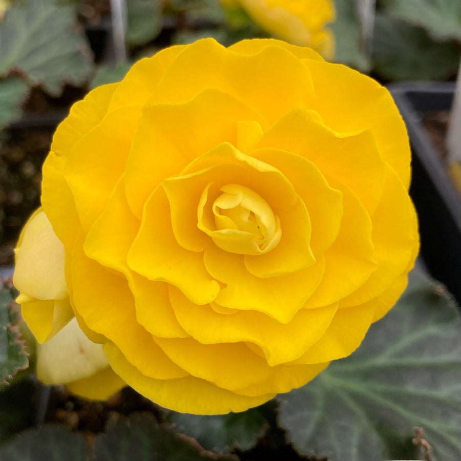Begonia Double Yellow Tubers BEGNIADBLRYLW-yellow double begonia summer flowering bulb - image6 6