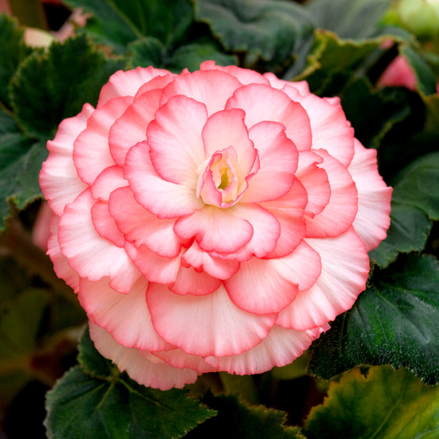 Begonia Picotee Red White Tubers BEGNIAPICTE-begonia picotee white red summer flowering tuber - image1 1