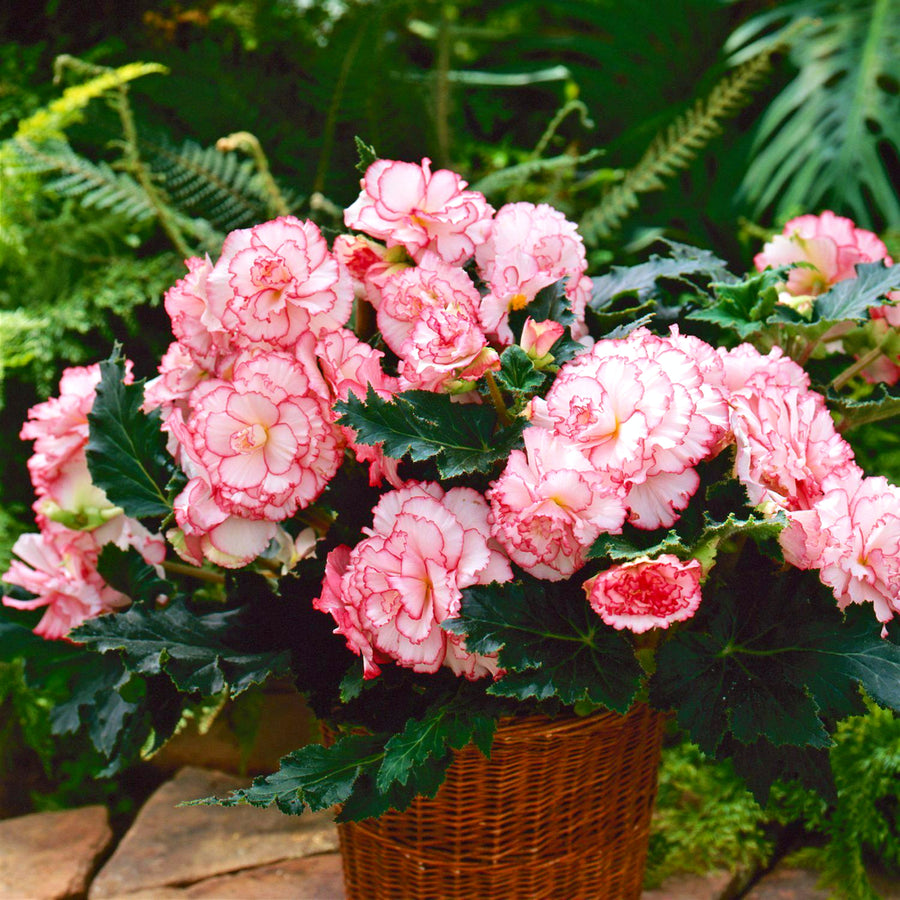Begonia Picotee Red White Tubers BEGNIAPICTE-begonia picotee white red summer flowering tuber - image2 2