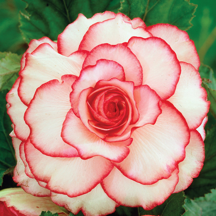 Begonia Picotee Red White Tubers BEGNIAPICTE-begonia picotee white red summer flowering tuber - image4 4