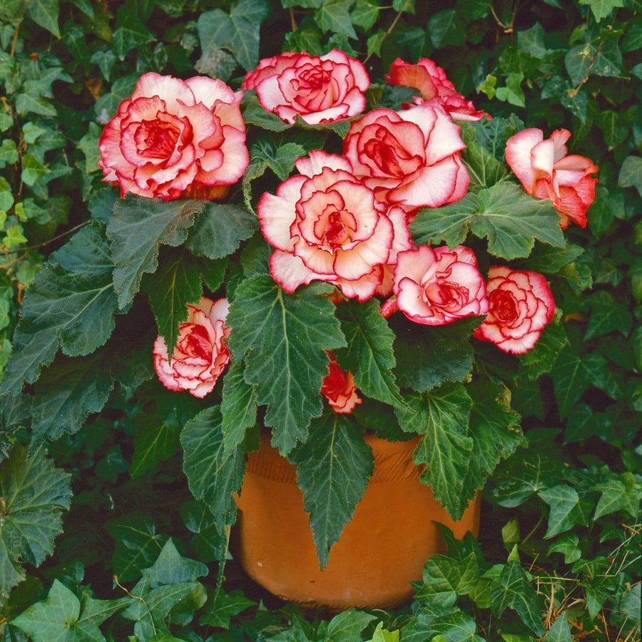 Begonia Picotee Red White Tubers BEGNIAPICTE-begonia picotee white red summer flowering tuber - image5 5