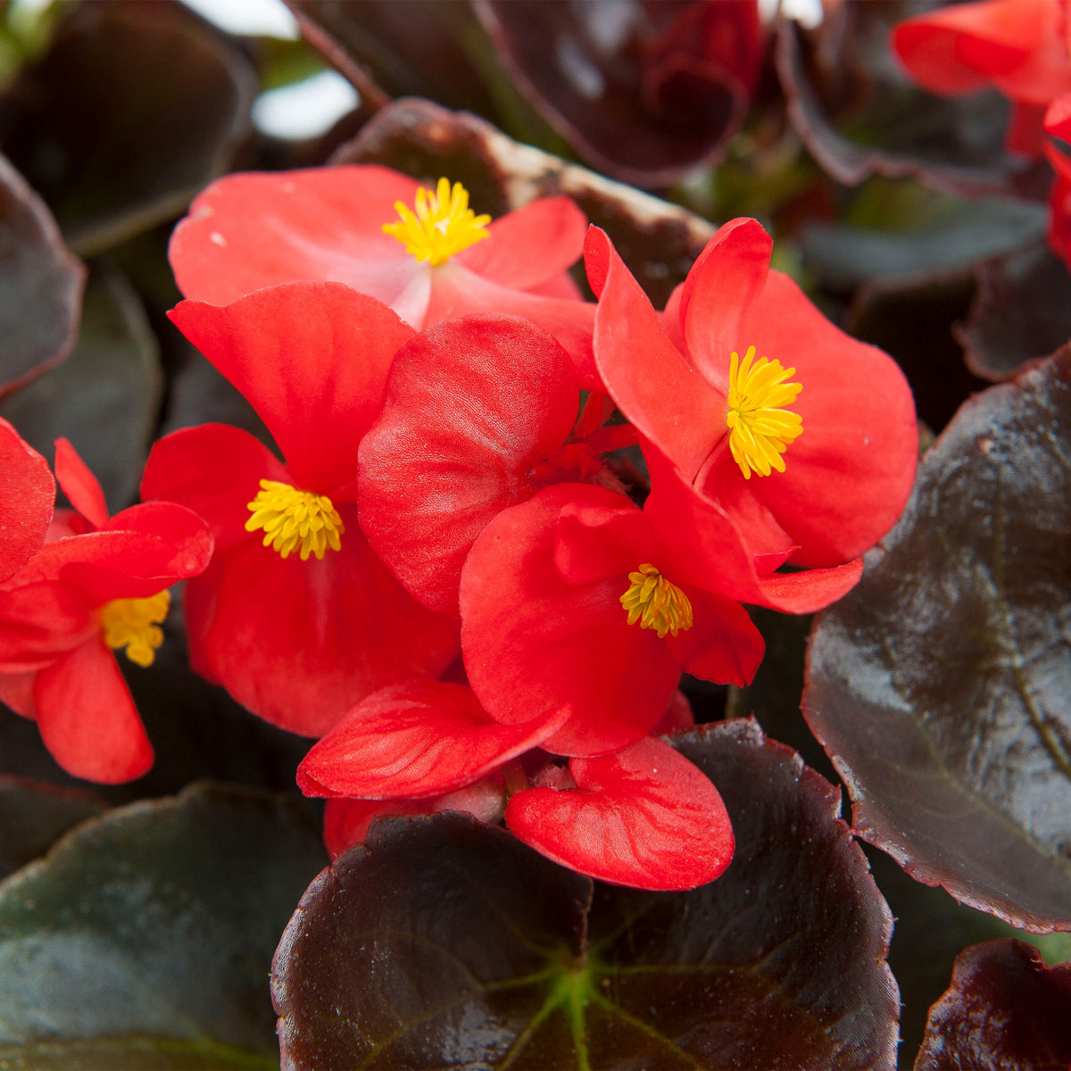 Begonia Bedding Plants 6 Pack Close up of scarlet begonia flowers with yellow centres and glossy dark bronze leaves. 5