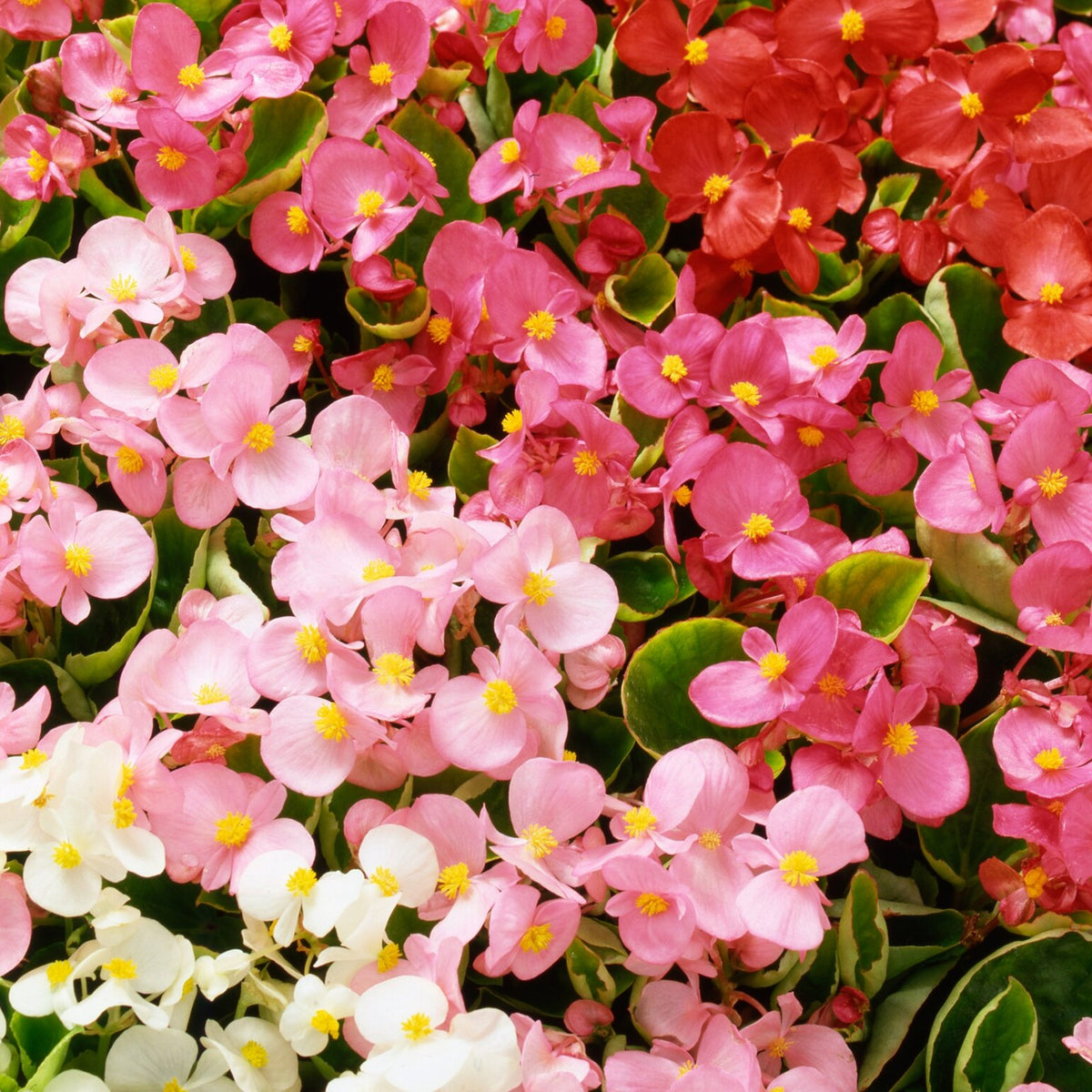 Begonia Bedding Plants 6 Pack A vibrant mix of begonia bedding plants in shades of pink, red, and white, with lush green foliage. 6