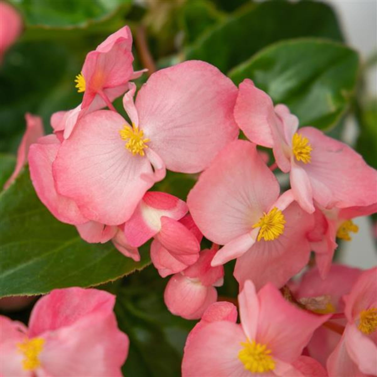Begonia Bedding Plants 6 Pack Close up of soft pink begonia flowers with yellow centres and green leaves. 7