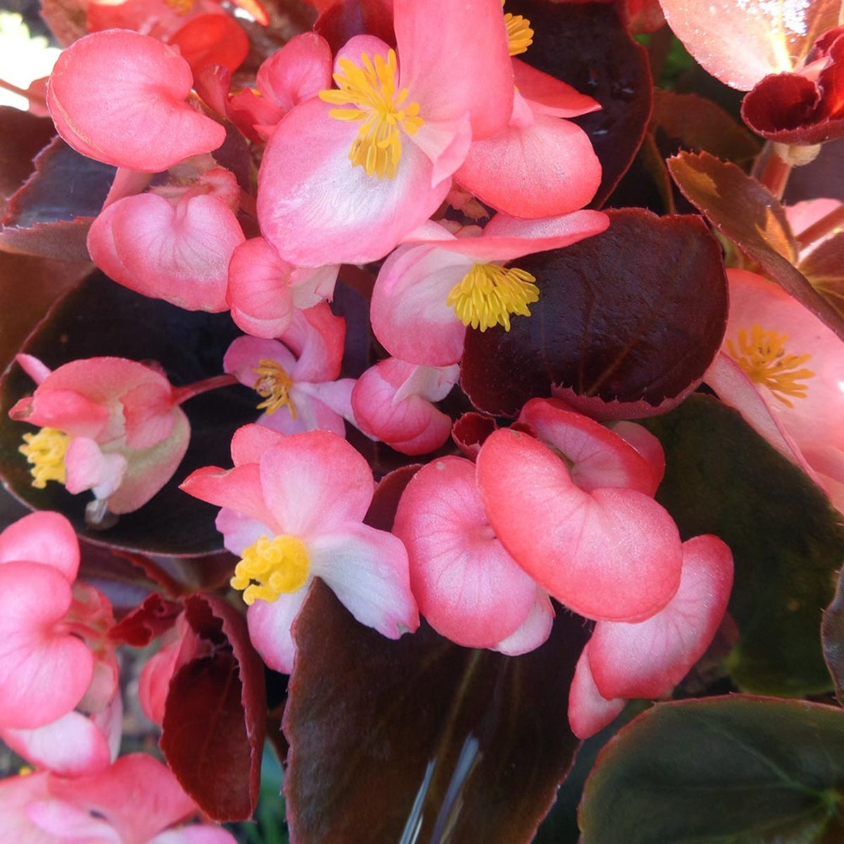 Begonia Bedding Plants 6 Pack Pink begonia blooms with bronze foliage, showing a rich contrast between flowers and leaves. 1