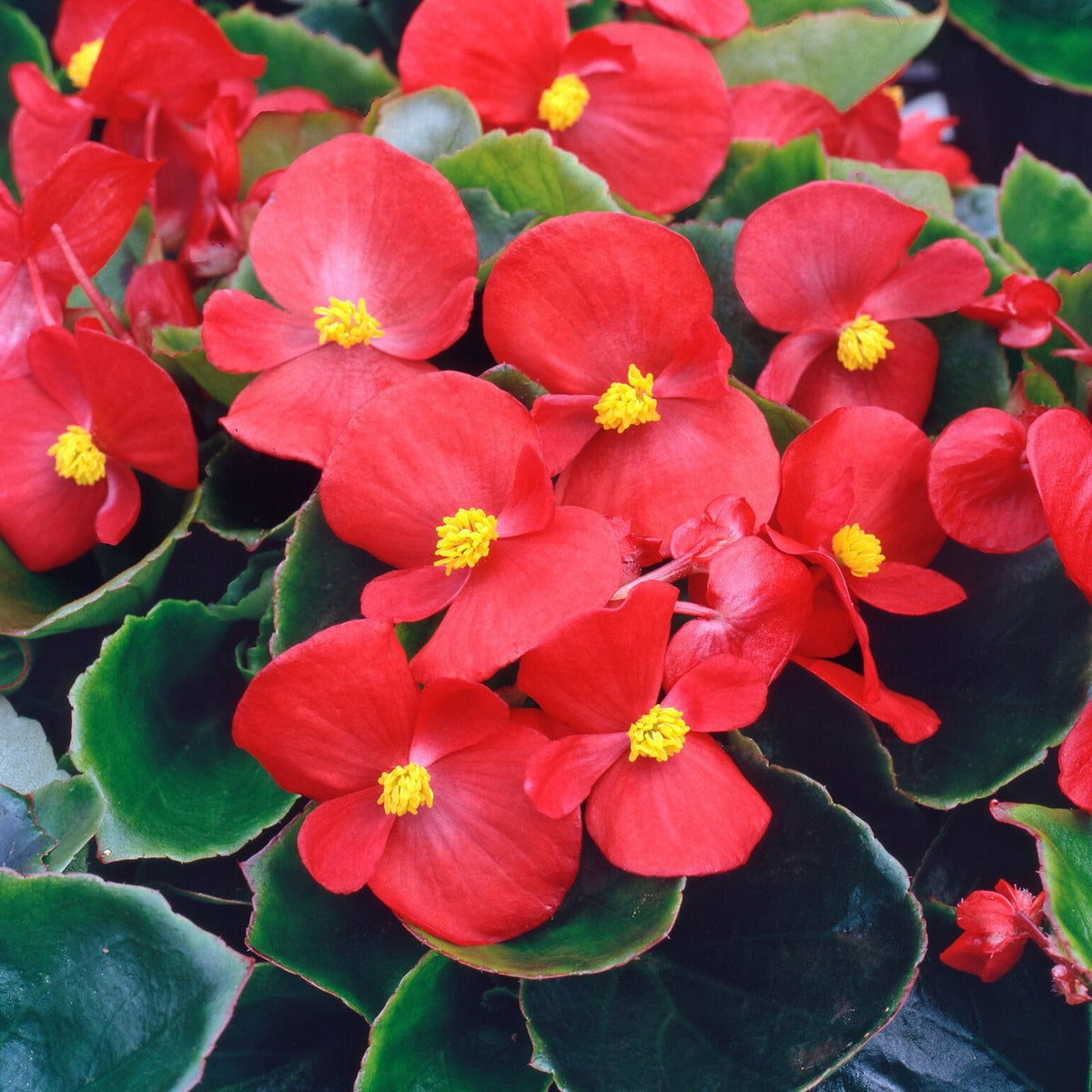 Begonia Bedding Plants 6 Pack Scarlet red begonia flowers with green leaves, forming a dense and colourful display. 3