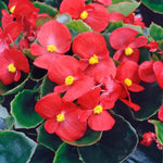 Begonia Bedding Plants 6 Pack Scarlet red begonia flowers with green leaves, forming a dense and colourful display. 3