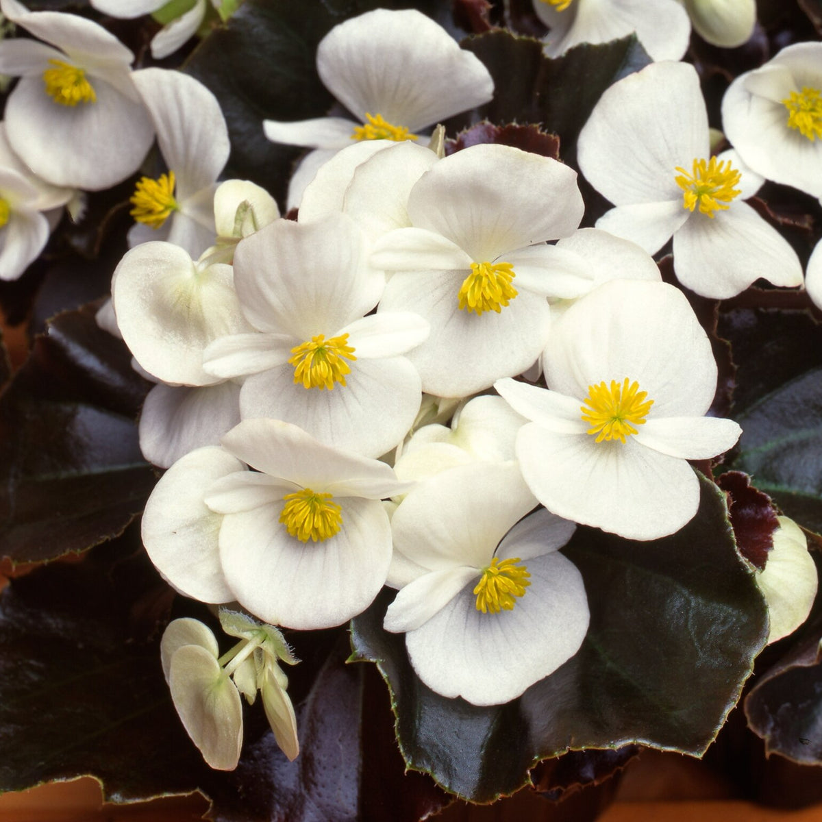 Begonia Bedding Plants 6 Pack White begonia flowers with bright yellow centres and dark bronze leaves. 4