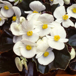 Begonia Bedding Plants 6 Pack White begonia flowers with bright yellow centres and dark bronze leaves. 4