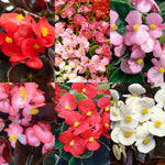 Begonia Bedding Plants 6 Pack A collage of six begonia varieties, showcasing different leaf and flower colours including red, white, pink, and bronze tones. 1