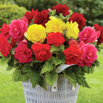 Begonia Nonstop Mixed Bedding Plants A wicker basket overflowing with Nonstop begonias in bold red, yellow and pink flowers, set against a lush green garden background. 1