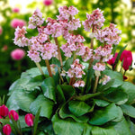 Bergenia, Alcea & Dicentra Bare Root Mix  2