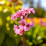 Bergenia Herbstblute Bare Root  2