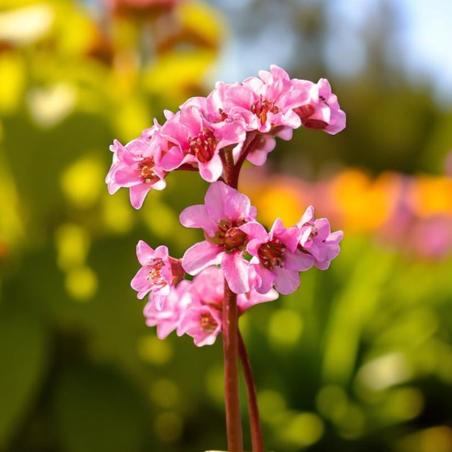 Bergenia Herbstblute Bare Root  3