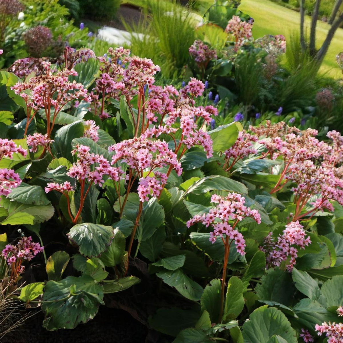 Bergenia Herbstblute Bare Root  4
