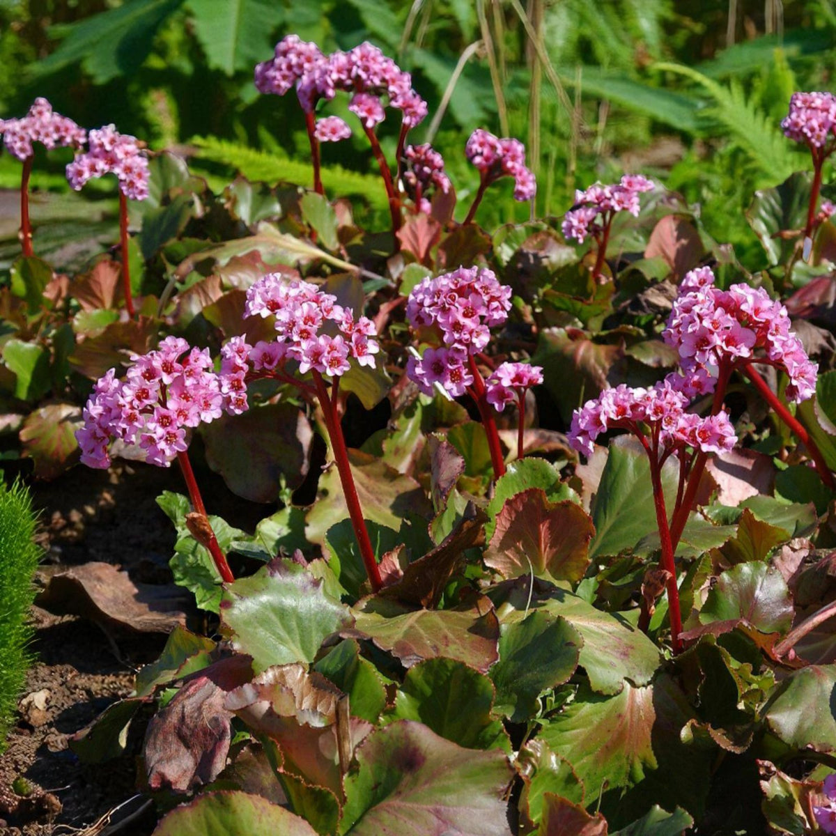 Bergenia Herbstblute Bare Root  3