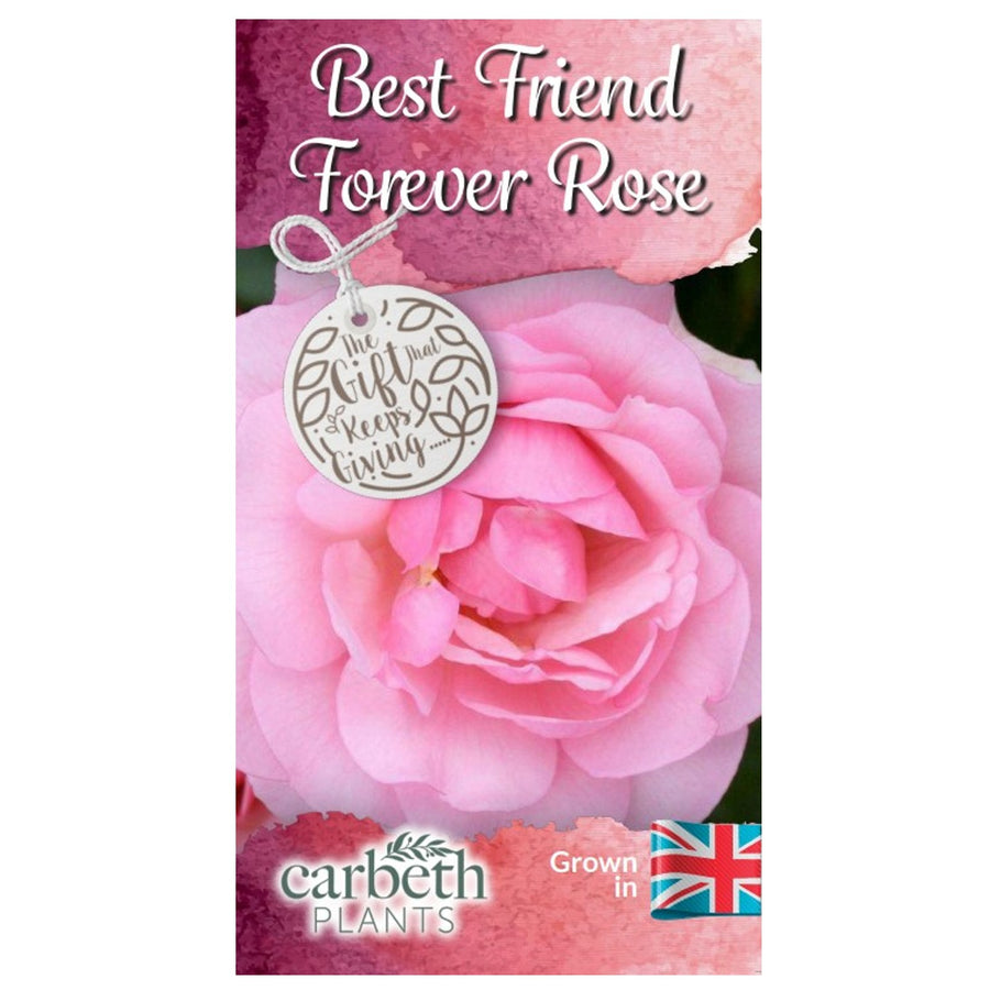 Best Friend Forever Rose Bush Gift Wrapped Best Friend Forever Rose Bush Gift Wrapped image2 2
