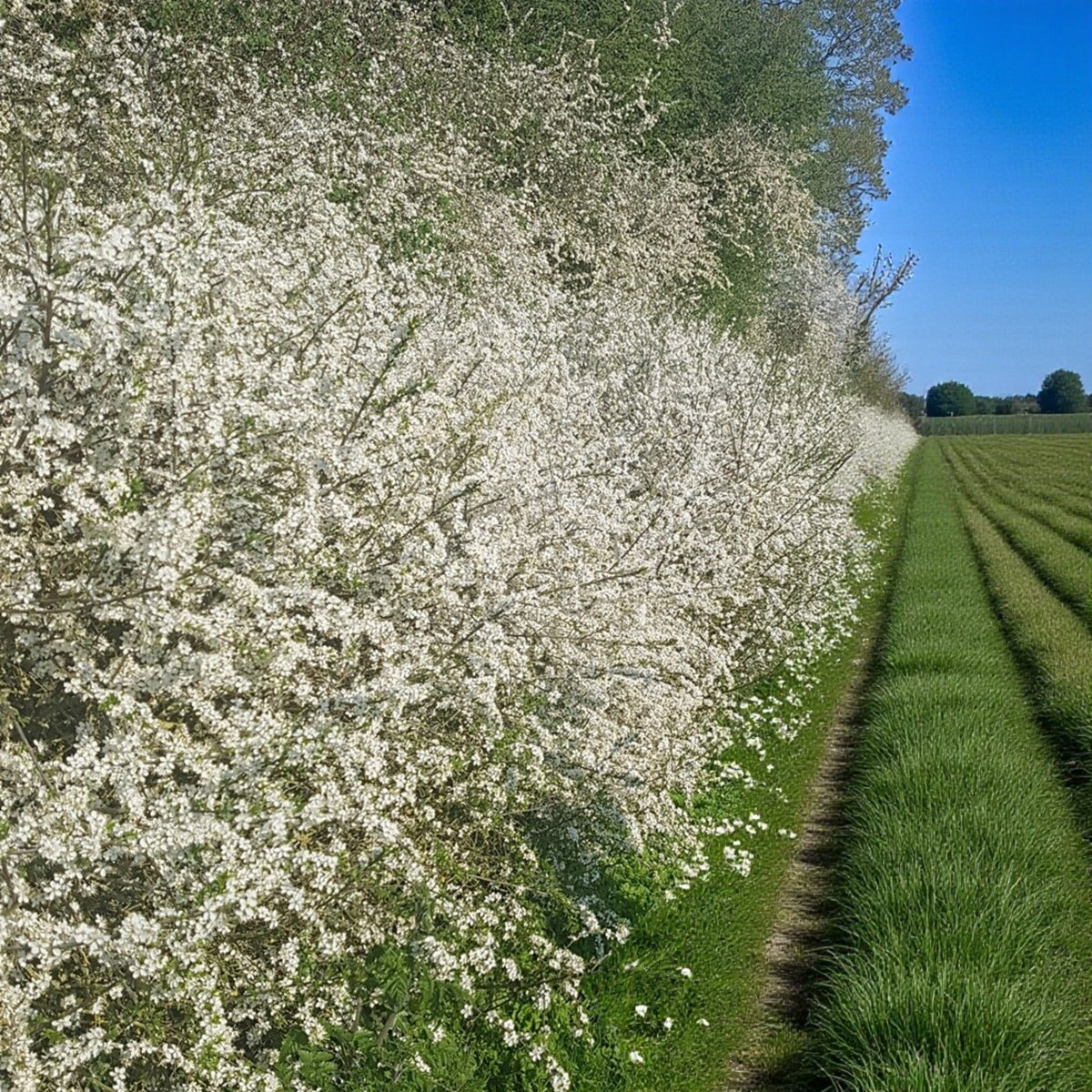 Blackthorn Hedging A long Blackthorn hedgerow covered in dense white spring blossoms under a bright blue sky, bordering a neatly mown green field. 1