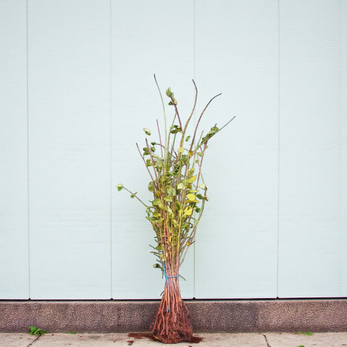 Blackthorn Hedging  2