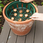 Bulb Baskets Green bulb basket placed inside a terracotta pot with flower bulbs arranged evenly inside. 2