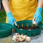 Bulb Baskets Gardener wearing blue gloves placing flower bulbs into a green plastic bulb basket filled with compost. 3