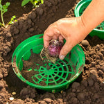 Bulb Baskets Hand lowering a flower bulb into a green bulb basket set into garden soil, ready for planting. 4