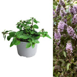 Black Peppermint Plant  1