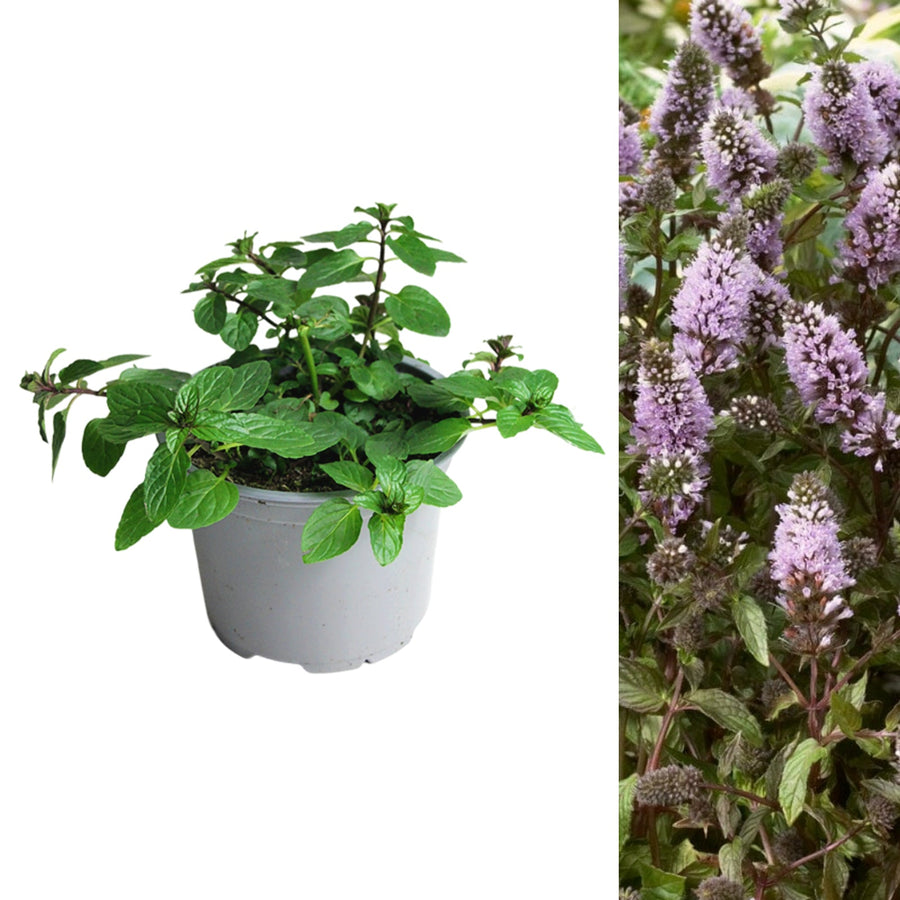 Black Peppermint Plant  1