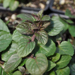 Black Peppermint Plant  1