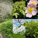 Blackthorn Hedging Mix Collage of native UK hedging plants including blackthorn in white spring blossom, field maple with fresh green leaves, a pink dog rose flower, a dense mixed native hedge, cherry plum blossom in white clusters, and a young hazel hedge with bright foliage. 1
