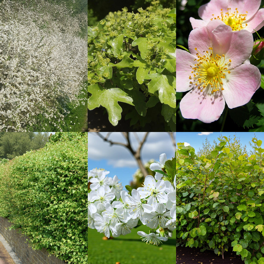 Blackthorn Hedging Mix Collage of native UK hedging plants including blackthorn in white spring blossom, field maple with fresh green leaves, a pink dog rose flower, a dense mixed native hedge, cherry plum blossom in white clusters, and a young hazel hedge with bright foliage. 1