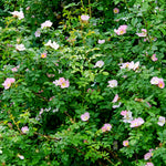 Blackthorn Hedging Mix Large flowering dog rose hedge filled with soft pink blooms and lush green foliage 2