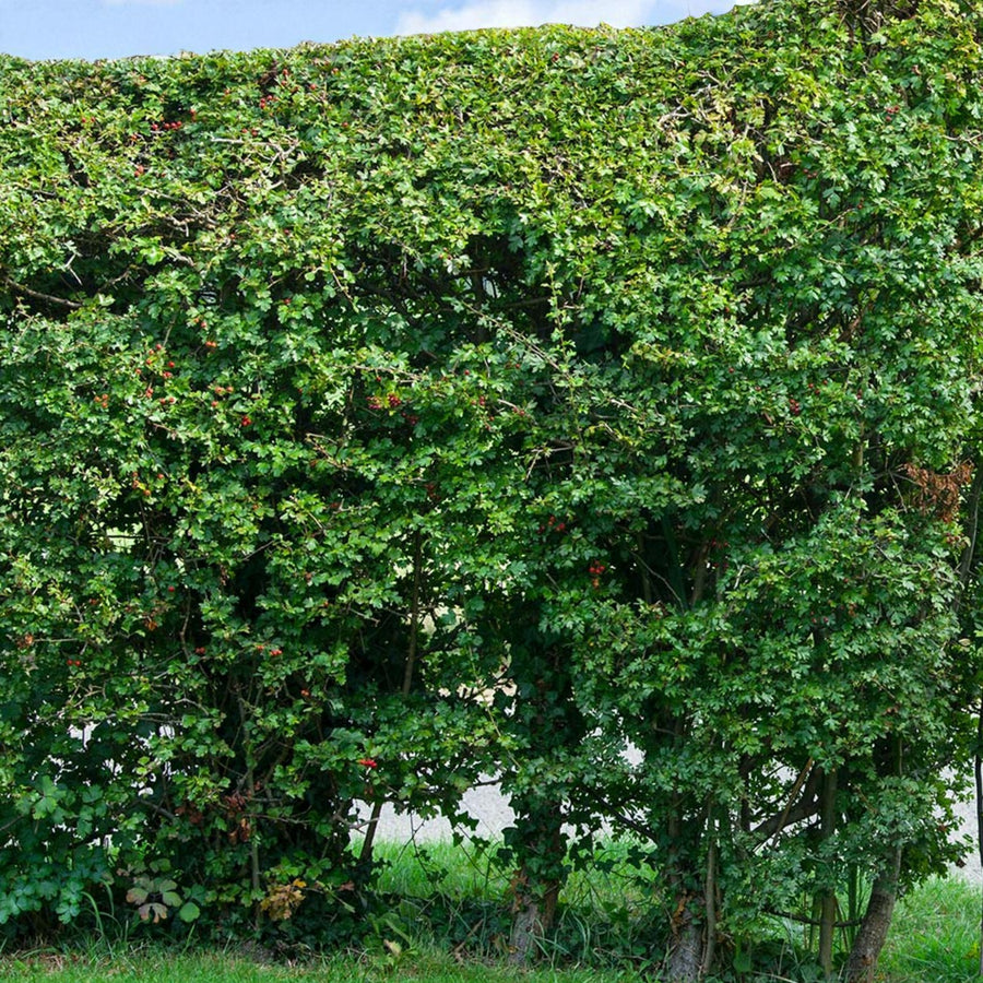 Blackthorn Hedging Mix Mature hawthorn hedge with thick green leaves forming a wildlife-rich natural boundary. 3