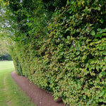 Blackthorn Hedging Mix Thick hazel hedge showing dense green leaves ideal for wildlife and garden screening. 5