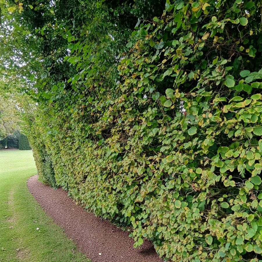 Blackthorn Hedging Mix Thick hazel hedge showing dense green leaves ideal for wildlife and garden screening. 5