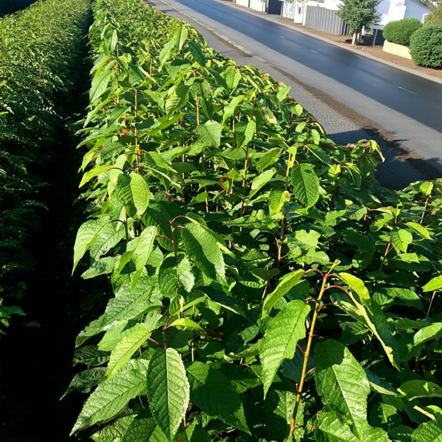 Blackthorn Hedging Mix Young wild cherry hedge with bright green serrated leaves growing in a neat roadside row. 6