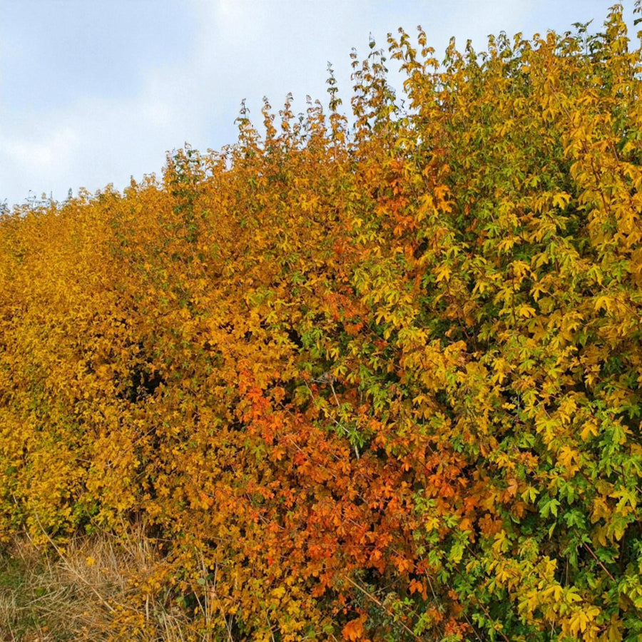Blackthorn Hedging Mix Mature field maple hedge in full autumn colour with vibrant yellow, orange, and red foliage. 7