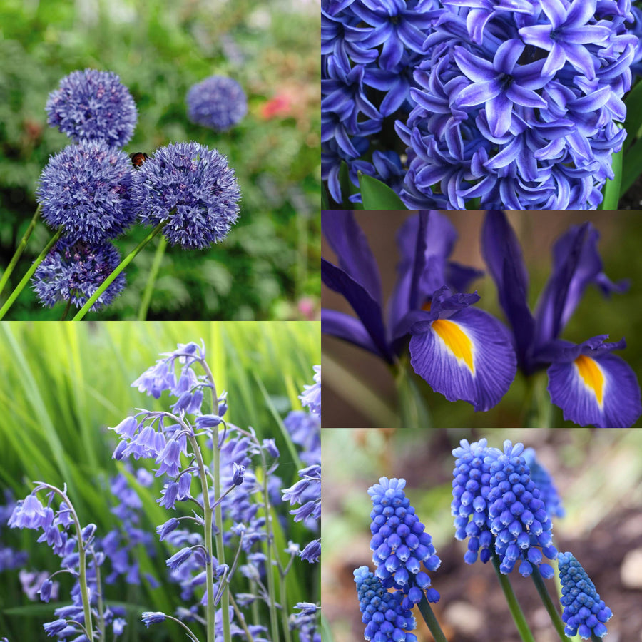 Blue Spring Bulb Collection Blue Bulb Collection image1 1