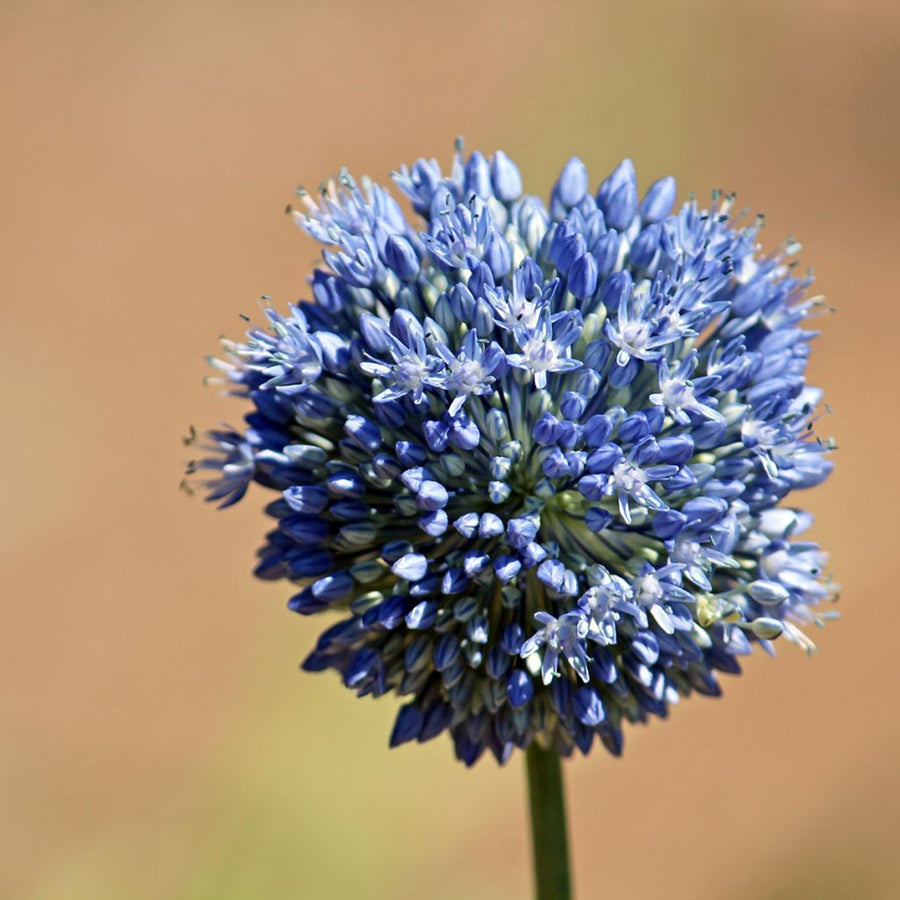 Blue Spring Bulb Collection Blue Bulb Collection image3 3