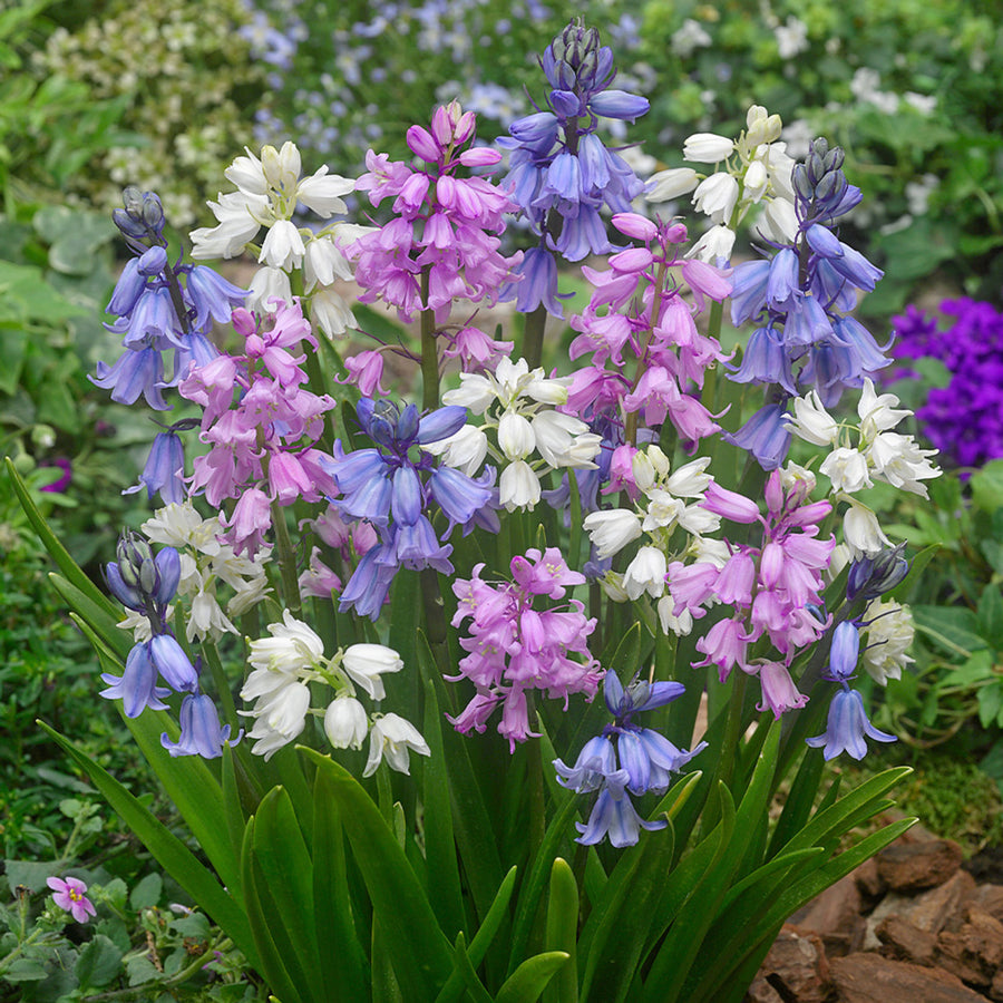 Spanish Bluebell Mixed Bulbs Spanish Bluebell Mixed Bulbs image1 1