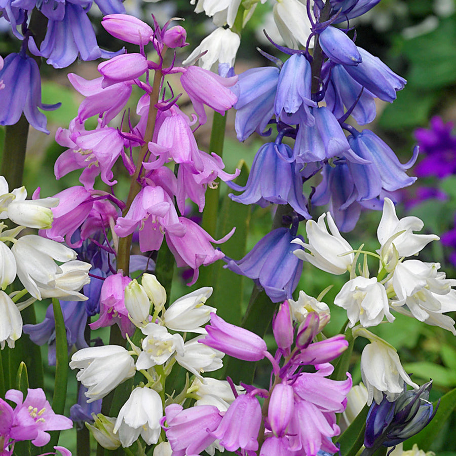 Spanish Bluebell Mixed Bulbs Spanish Bluebell Mixed Bulbs image3 3