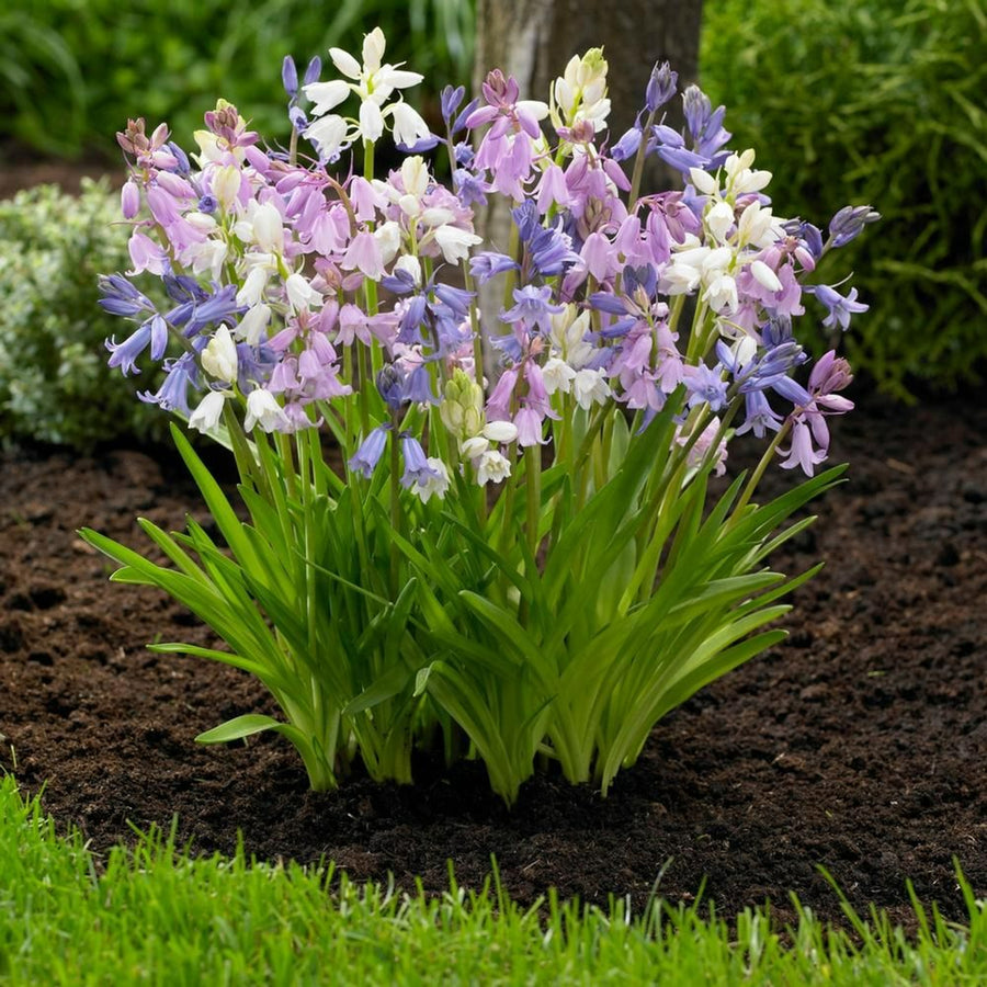 Spanish Bluebell Mixed Bulbs Spanish Bluebell Mixed Bulbs image4 4