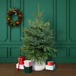 Blue Spruce Pot Grown Christmas Tree  1