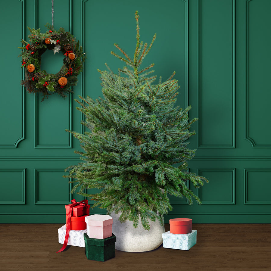 Blue Spruce Pot Grown Christmas Tree  1