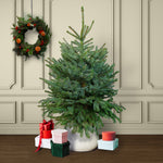 Blue Spruce Pot Grown Christmas Tree  1
