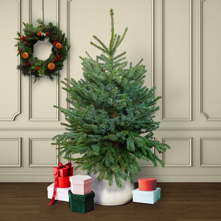 Blue Spruce Pot Grown Christmas Tree  1