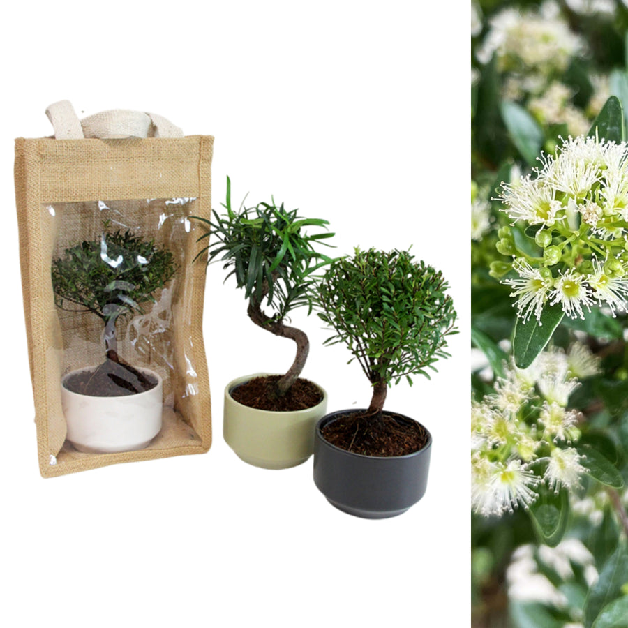 Bonsai Tree Hessian Plant Gift three bonsai plants in ceramic pots on white background 2